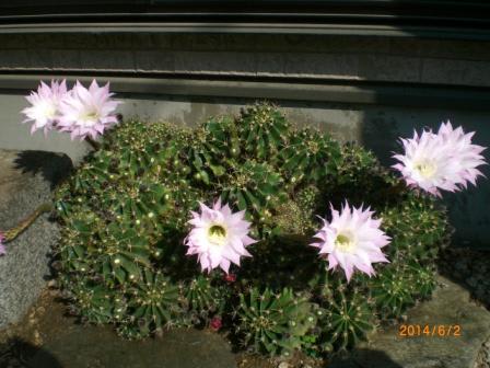 長盛丸52輪＋6輪 - 地植えサボテンの花（長盛丸）