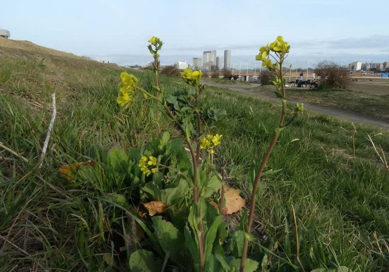 多摩川からの花だより 春 ユキヤナギ 赤 ハマダイコン カンヒザクラ等 旅する心 やまぼうし