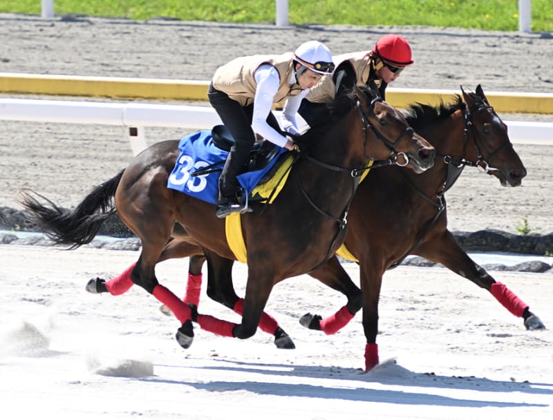 千葉サラブレッドセール2024(2歳)】が開催(結果概要 千葉サラブレッドセール2024(2歳)】が開催(結果概要