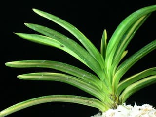 富貴蘭・宮崎県綾産・墨,堅状線の黄縞□□□（仮）綾姫