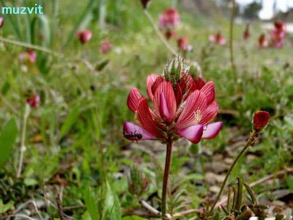 オノブリキス・ヴィキイフォリア Onobrychis viciifolia - The wild flowers of Portugal.  ポルトガルの野の花
