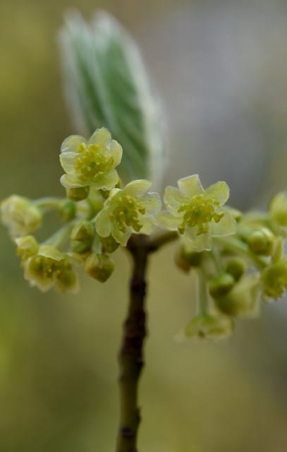 アブラチャン クロモジの花 行く川の流れ