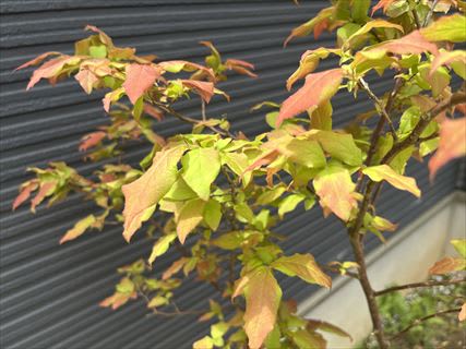 ナツハゼの植え付け - シュシュといっしょに週末田舎暮らし