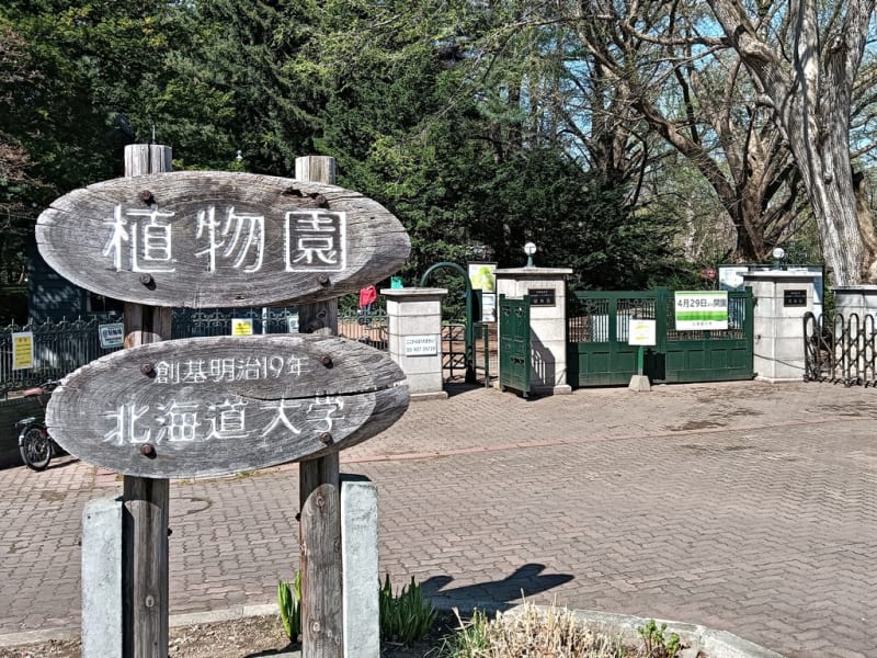 札幌で花見🌸2024〜北海道大学植物園～ - 札幌・円山生活日記
