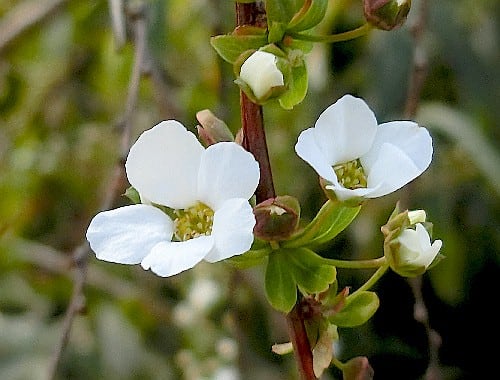 春の花木 白色 黄色 ピンク色への彩り 春は止まらない 花と徒然なるままに