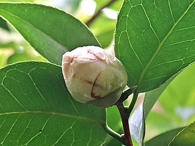 今年の2番目は太い蕾の白椿です♪ - gardening2