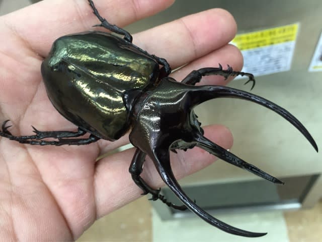☆ついに‼️新春🎍昆虫福袋🎍10万円…お買上🎵☆ - カブト