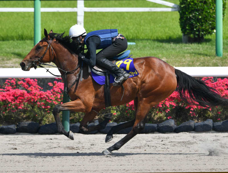 JRA日本中央競馬会購買馬(セレクションセール)が日高育成牧場に
