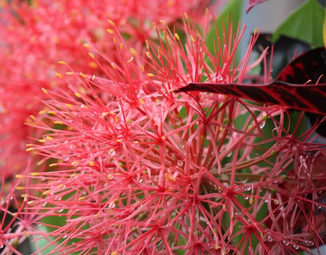 線香花火(お花です) - 沖縄の四季の花