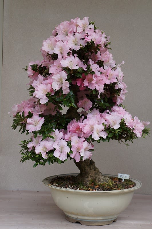 さつき大品盆栽「暁天」 05049.jpg