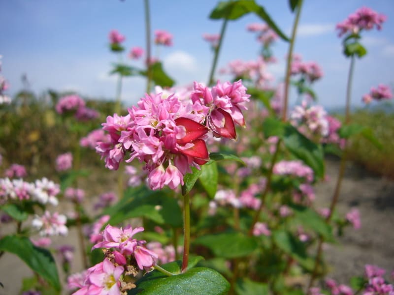 赤い蕎麦と白い蕎麦の花・・・ - いつもiらしく 赤い蕎麦と白い蕎麦の花・・・ - いつもiらしく