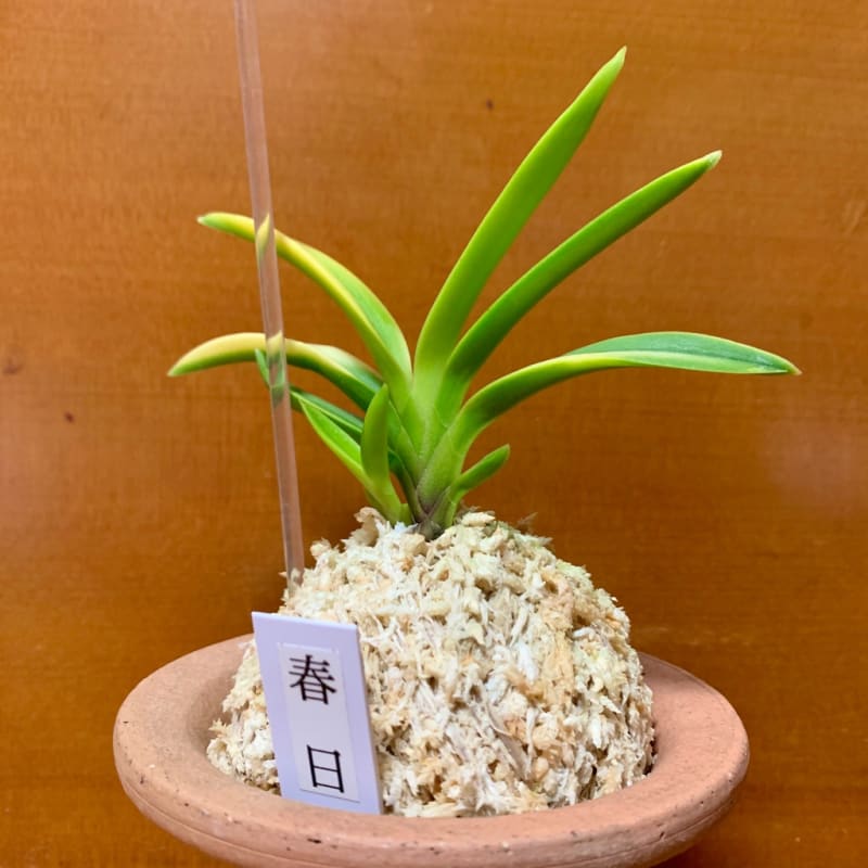 春日 - 純風満蘭 富貴蘭・風蘭ブログ 着生蘭よもやま話
