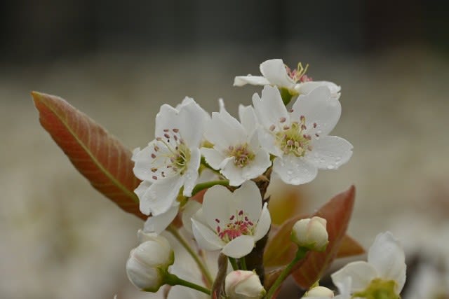梨のお花＊梨のつぼみの枝＊切り花】真っ白い可憐な可愛いお花