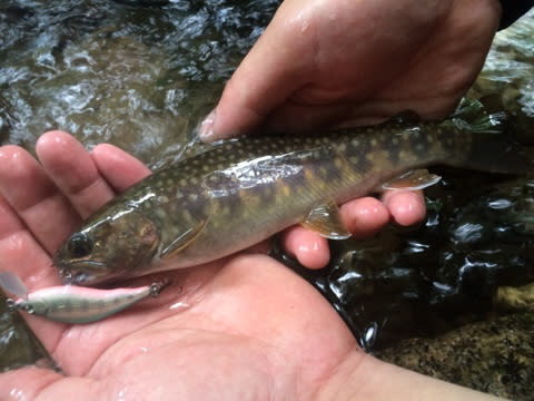 ブラウントラウト遠征釣行 - おきキヨと愉快な仲間たちの超私的