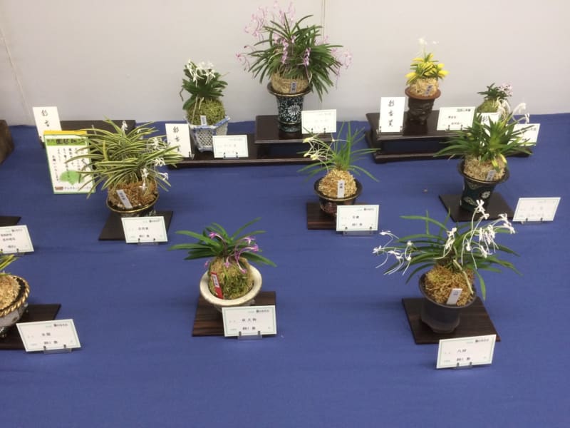 第14回彩と香の富貴蘭展示即売会 - 純風満蘭 富貴蘭・風蘭ブログ 第14回彩と香の富貴蘭展示即売会 - 純風満蘭 富貴蘭・風蘭ブログ