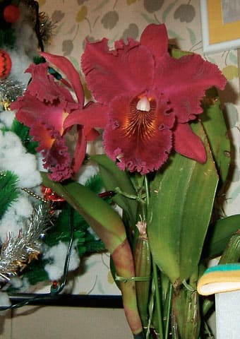 Blc. Chia Lin 'Shin Shyn' 完全開花！ - カトログ !! ～ カトレヤ交配種のブログ (Hybrid Cattleya's  Database) ～