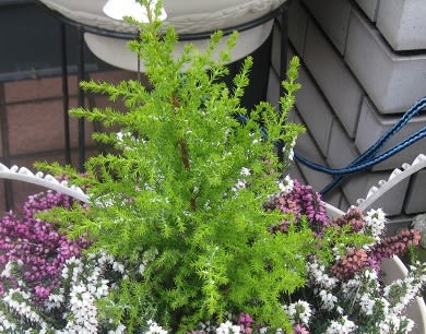 12月1日 土 ゴールドクレスト ミ の 花 暦 12月1日 土 ゴールドクレスト ミ の 花 暦