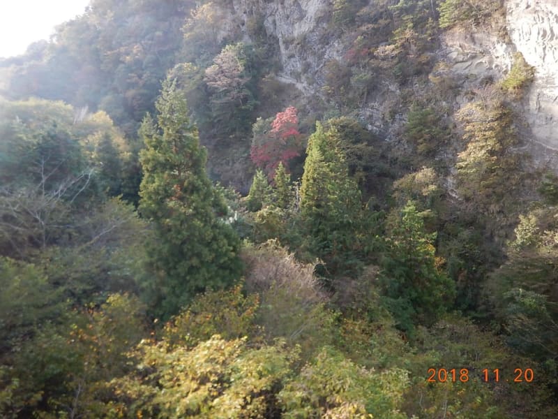 清和県民の森の紅葉 千葉県君津市 白井 一裕 社長のブログ