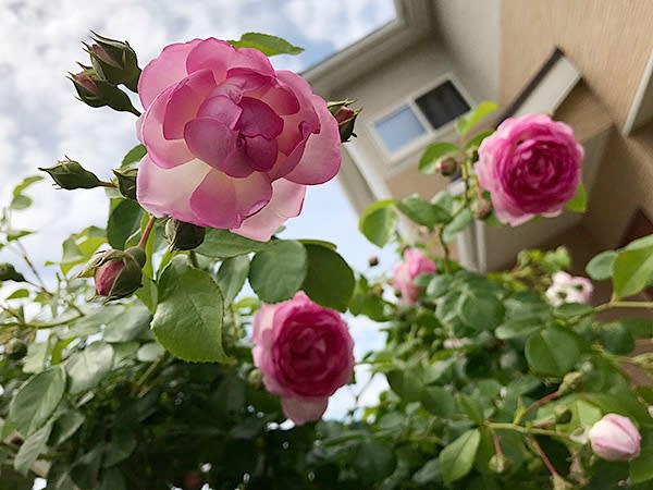 【戻り咲き中】バラ 苗 ジャスミーナ 大株 つるバラ ピンク アーチ 誘引