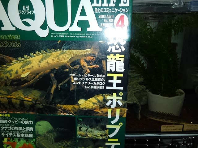 ザ・ポリプテルス: 恐竜魚の飼育と楽しみ方 (アクアリウム