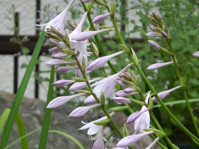 ギボウシ（花が咲き始めました） - 植物大好き♫ 出会い
