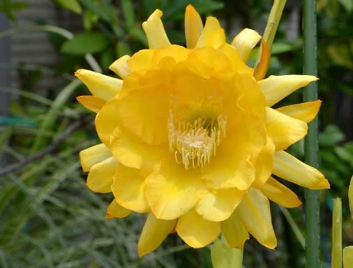 クジャクサボテンの花（２）～「チバ ラブリードーン」 - Koba の庭 ...