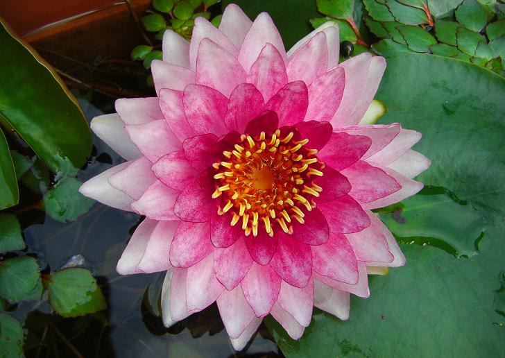 WATIIFUFU 5個 シミュレーション 蓮の葉 蓮 リアルな水蓮 蓮の花の装飾 リアルなスイレン 泡蓮の花の池の装飾 人工の蓮の葉 模擬蓮の花  人工蓮 泡の花 人工浮遊蓮の花 造花 フォーム ピンク - 日本亞馬遜代購 - Doorzo