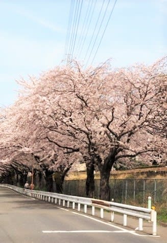相模線が走る桜並木路を散策 - メタボ君の自由・気ままな人生