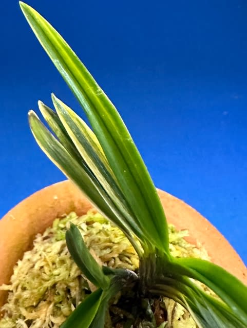 黄牡丹錦 - 奥深い富貴蘭