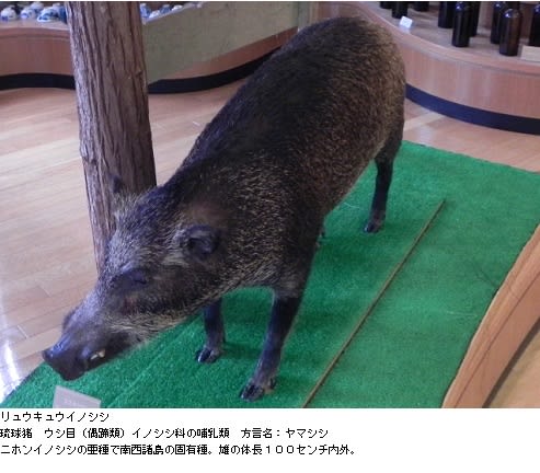 イノシシ 剥製 ウリ坊 状態いい （うり坊」って何？名前の由来や