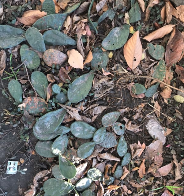 寒冷地の越冬サボテン in群馬・栃木 - 植物越冬メモ
