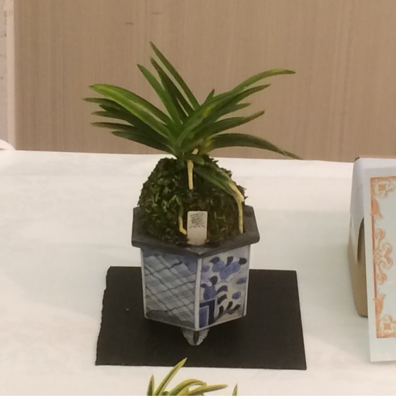 第34回 静岡富貴蘭会美術品評大会 展示品 - 純風満蘭 富貴蘭