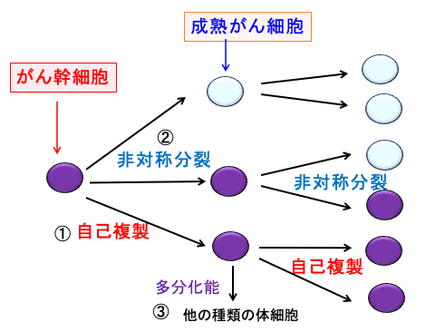 749 脂肪肉腫の分化誘導療法 漢方がん治療 を考える