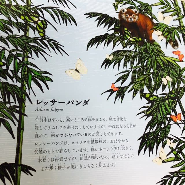 世界で一番美しい絵本図鑑『ワンダーガーデン 生命の扉』 - 帽子