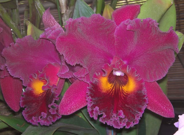 Rlc. Sanyung Ruby'Kuan-Lung（冠龍）' - カトログ