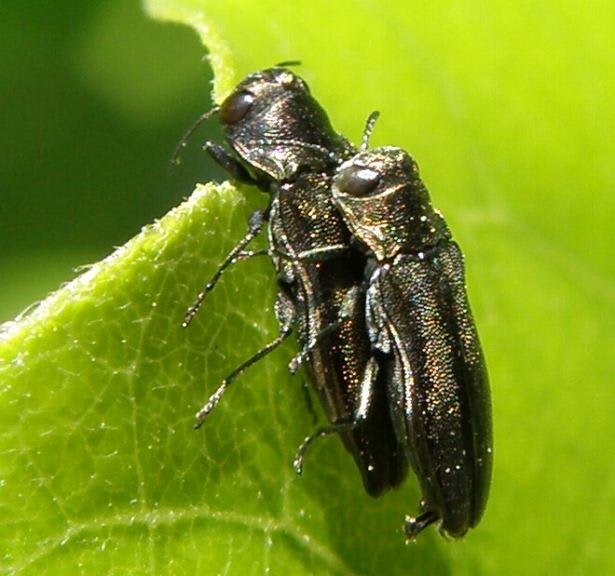 フジにシラケナガタマムシ - 田中川の生き物調査隊