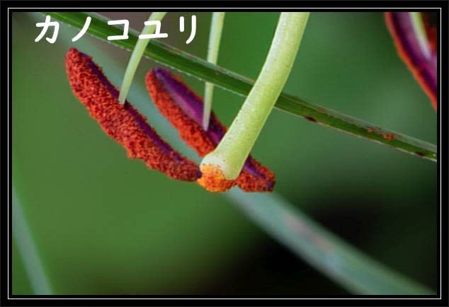 タキユリ コウの花図鑑 - 花追い放浪記 タキユリ コウの花図鑑 - 花追い放浪記