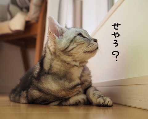 おにかいがすき でぶアメショと愛の無い生活 おにかいがすき でぶアメショと愛の無い生活