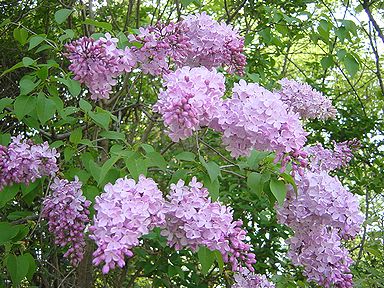 季節の花 ライラック 季節の花と言葉の花束