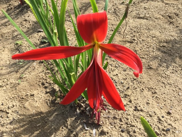 とうもろこし 我が家の庭の花