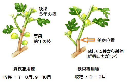 イチジク剪定 - 信州自由人