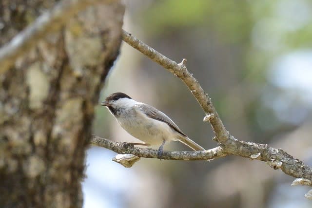 コガラの巣穴彫りに遭遇！ - 野鳥の小道