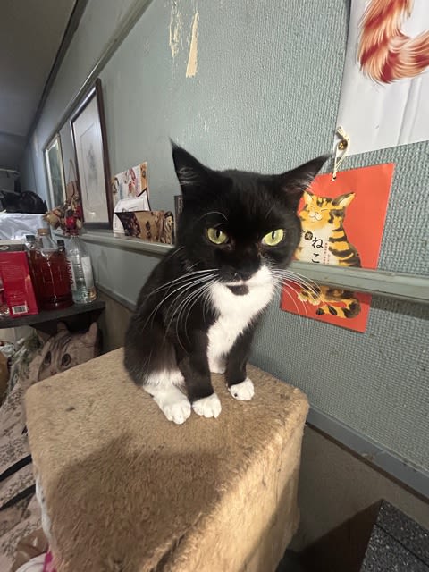 看板猫がいるお店で猫飲み スナック仔猫さん 予告編 (2502-2