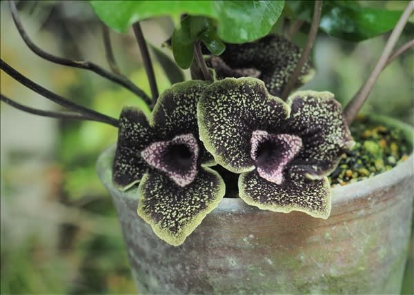 沸騰ブラドン カンアオイの花4点、 ナンゴクアオイ、中国からA.デラバイ その他観葉植物
