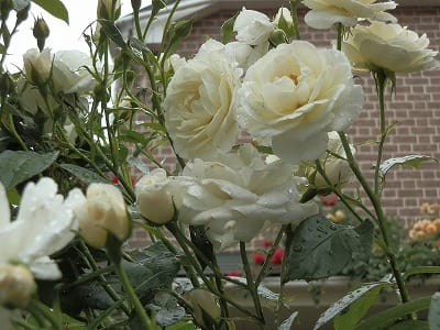 紹介し忘れてしまった!最強の白薔薇ファビュラス!&気づいたら 紹介し忘れてしまった!最強の白薔薇ファビュラス!&気づいたら
