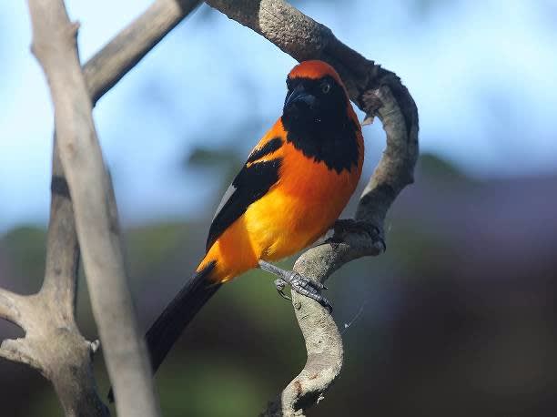 見逃し厳禁！おトクな サバクムクドリモドキ - eBird - コレクション コレクション