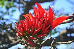 デイゴ の花が咲 き 伊島観光サービス