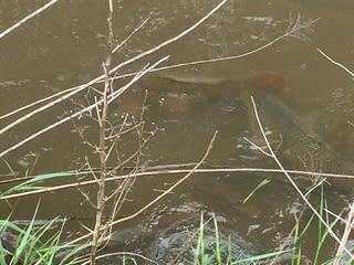 鯉が産卵期を迎えています 漬物王国 山形 ブログ 漬物の梨屋