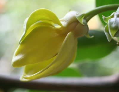 イランイラン」珍しい花！一度は見なくちゃ！ - 花と写真に興味