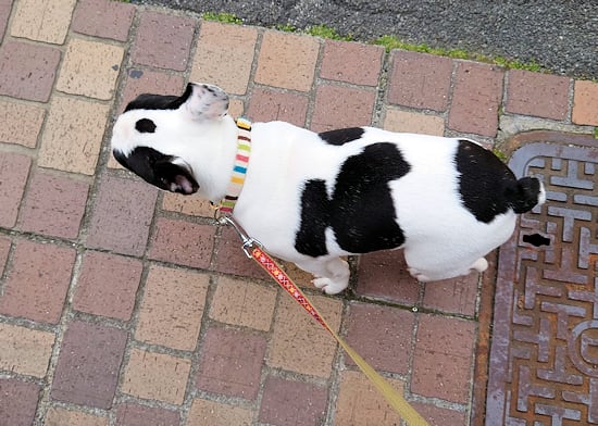 寝起きに咳 ケンネルコフを発症 フレンチブルドッグ せんちゃん まるぴぃのブログ 寝起きに咳 ケンネルコフを発症 フレンチブルドッグ せんちゃん まるぴぃのブログ